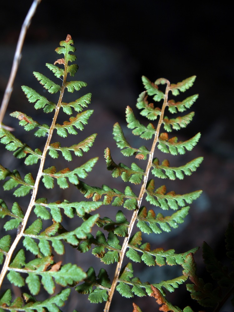 Slender Lip Fern, Cheilanthes feei