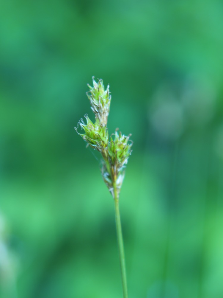 Winged Sedge, Saw-Beak Sedge, Carex stipata