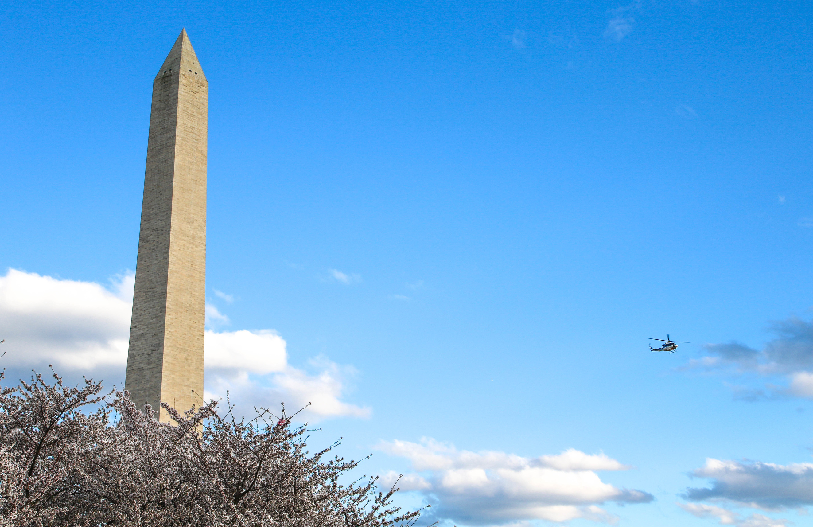 Helicopter flying near the Washington Monument behind cherry blossom trees