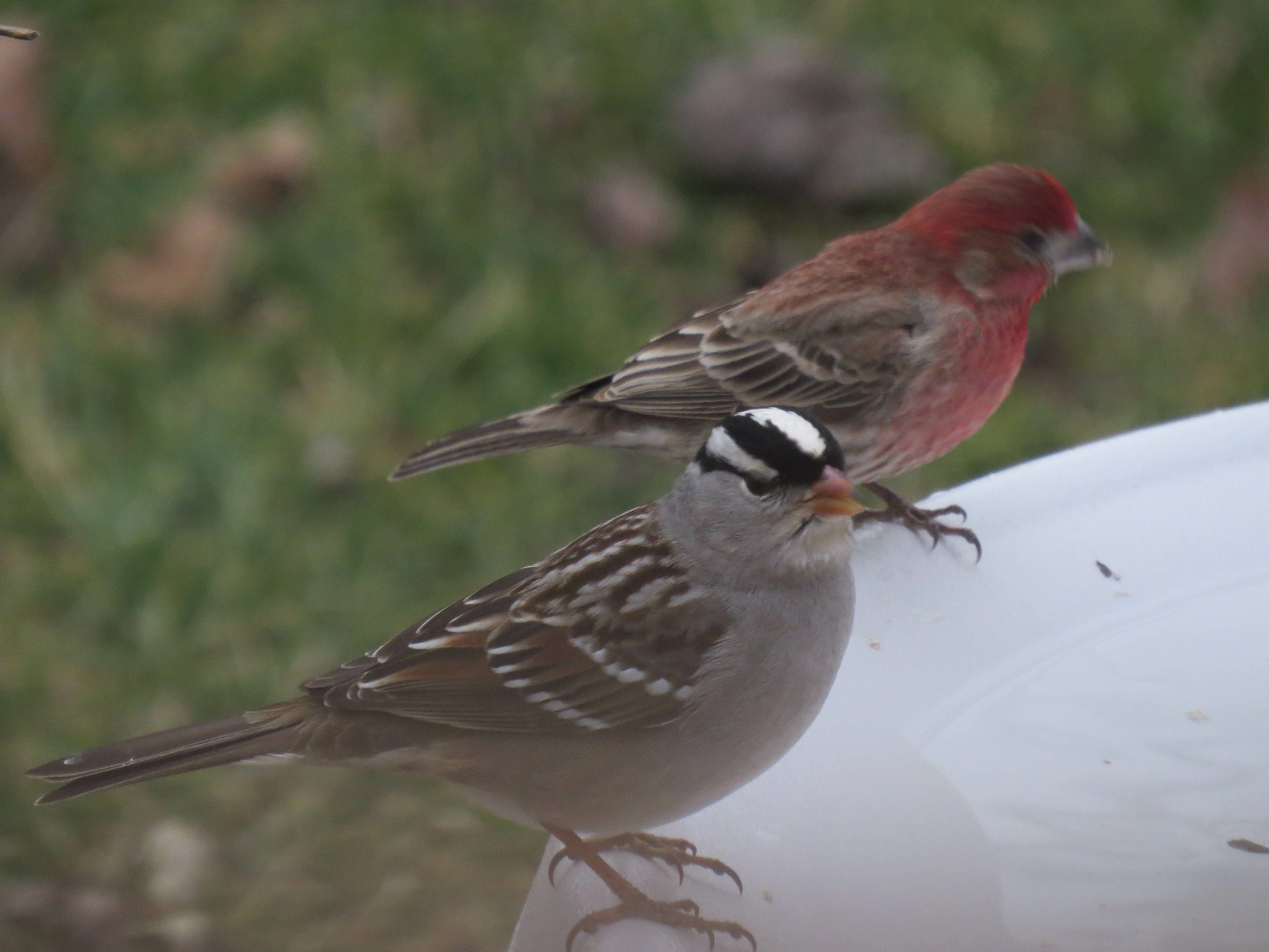 Image of Zonotrichia leucophrys, a species of Bird
