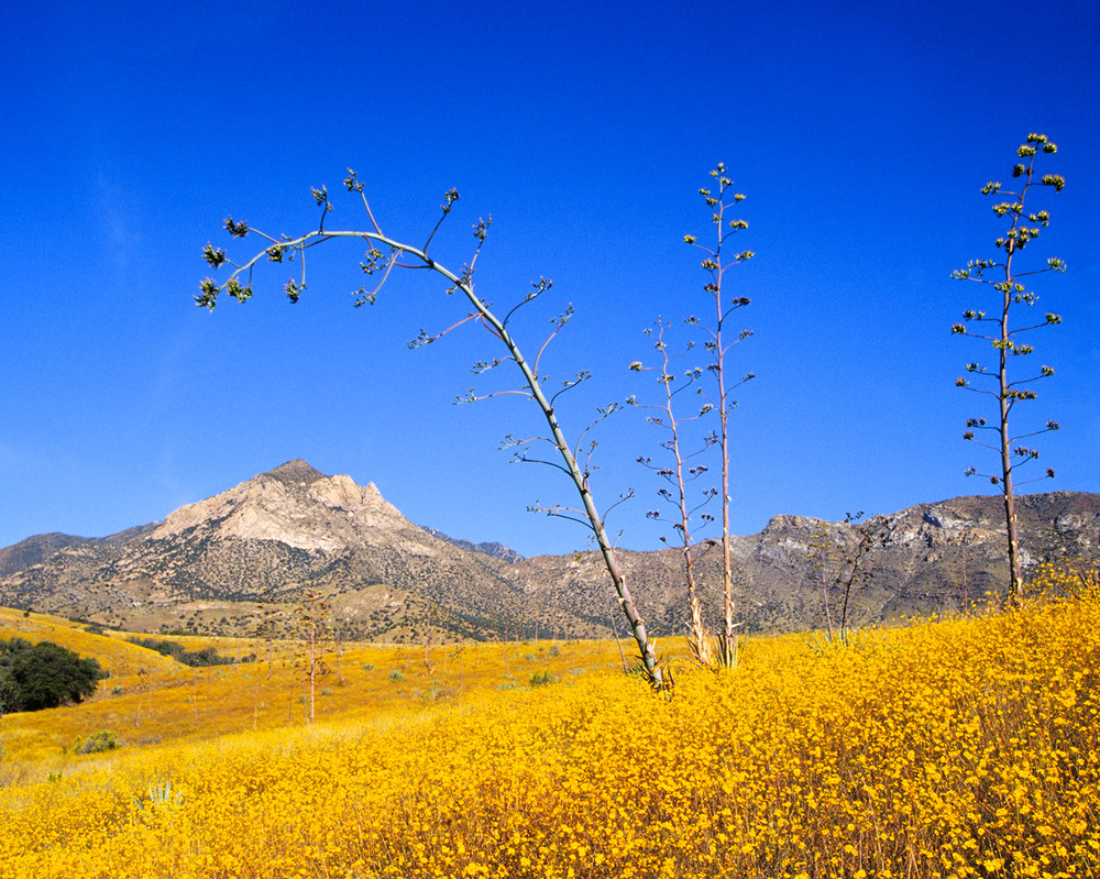 Montezuma Peak, agave and wildflowers