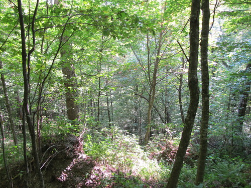 GRSM Accuracy Assessment. Plot Code: GRSM_AA_0869_3