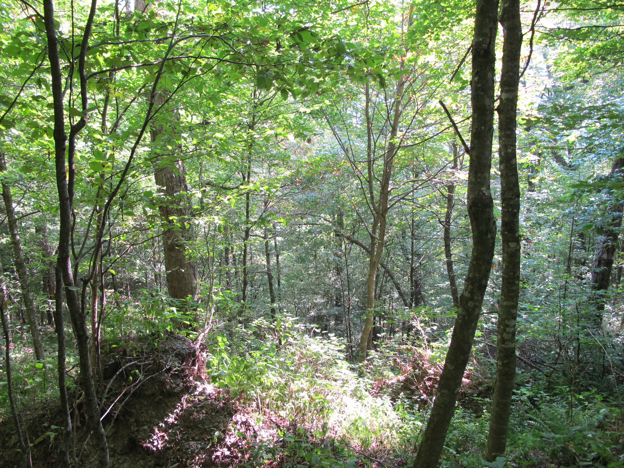 GRSM Accuracy Assessment. Plot Code: GRSM_AA_0869_3