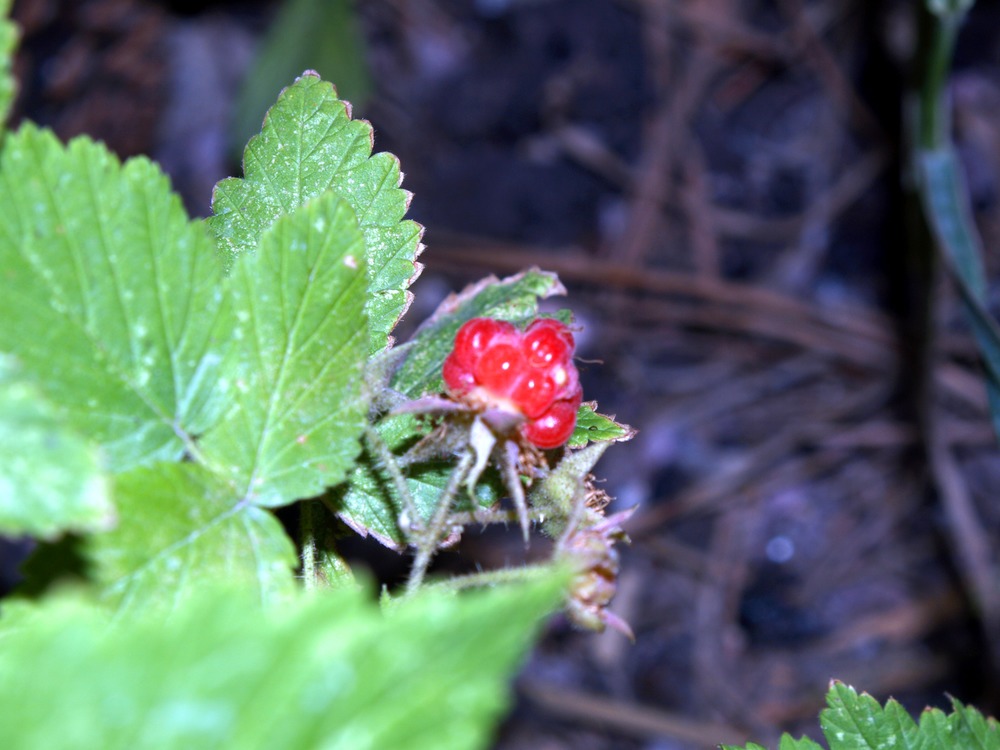 Red Raspberry Fruit, Rubus idaeus subsp. sachalinensis