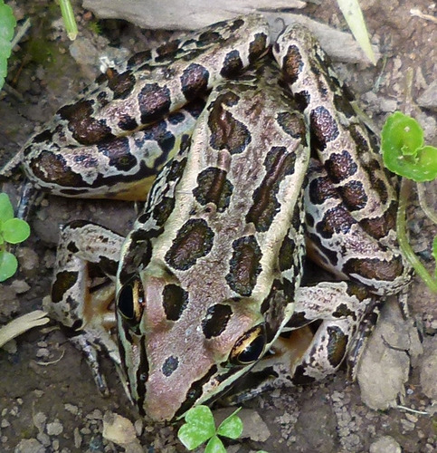 Pickerel Frog
