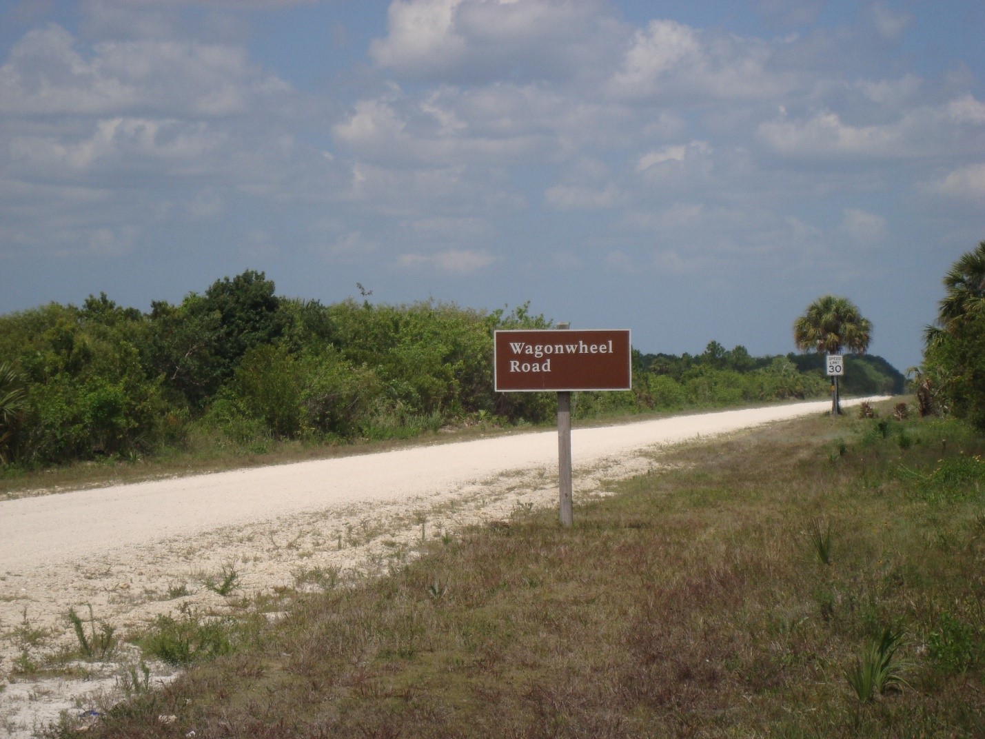 A dirt road monitored for invasive exotic plants in Big Cypress National Preserve.