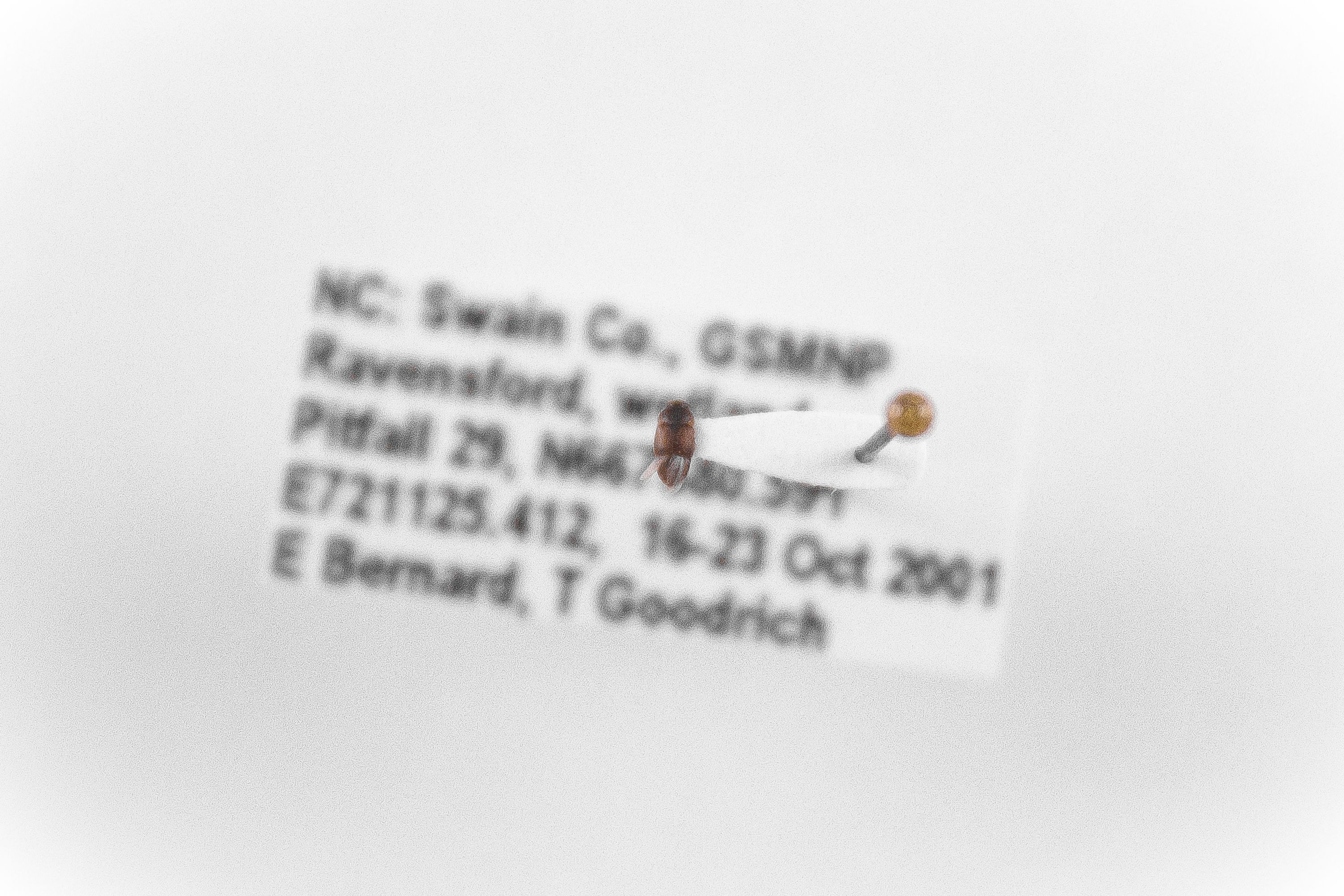 Image of Colopterus truncatus, a species of Animalia