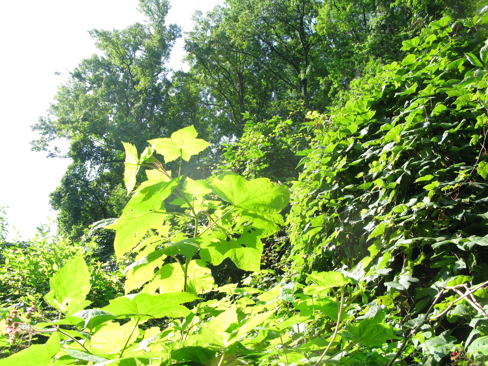 GRSM Accuracy Assessment. Plot Code: GRSM_AA_0939_4