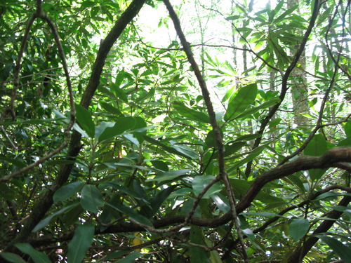 GRSM Accuracy Assessment. Plot Code: GRSM_AA_0197_3