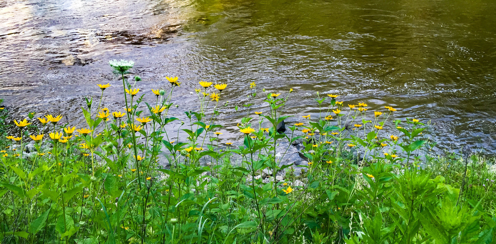 Yellow and white flowers along a river bank