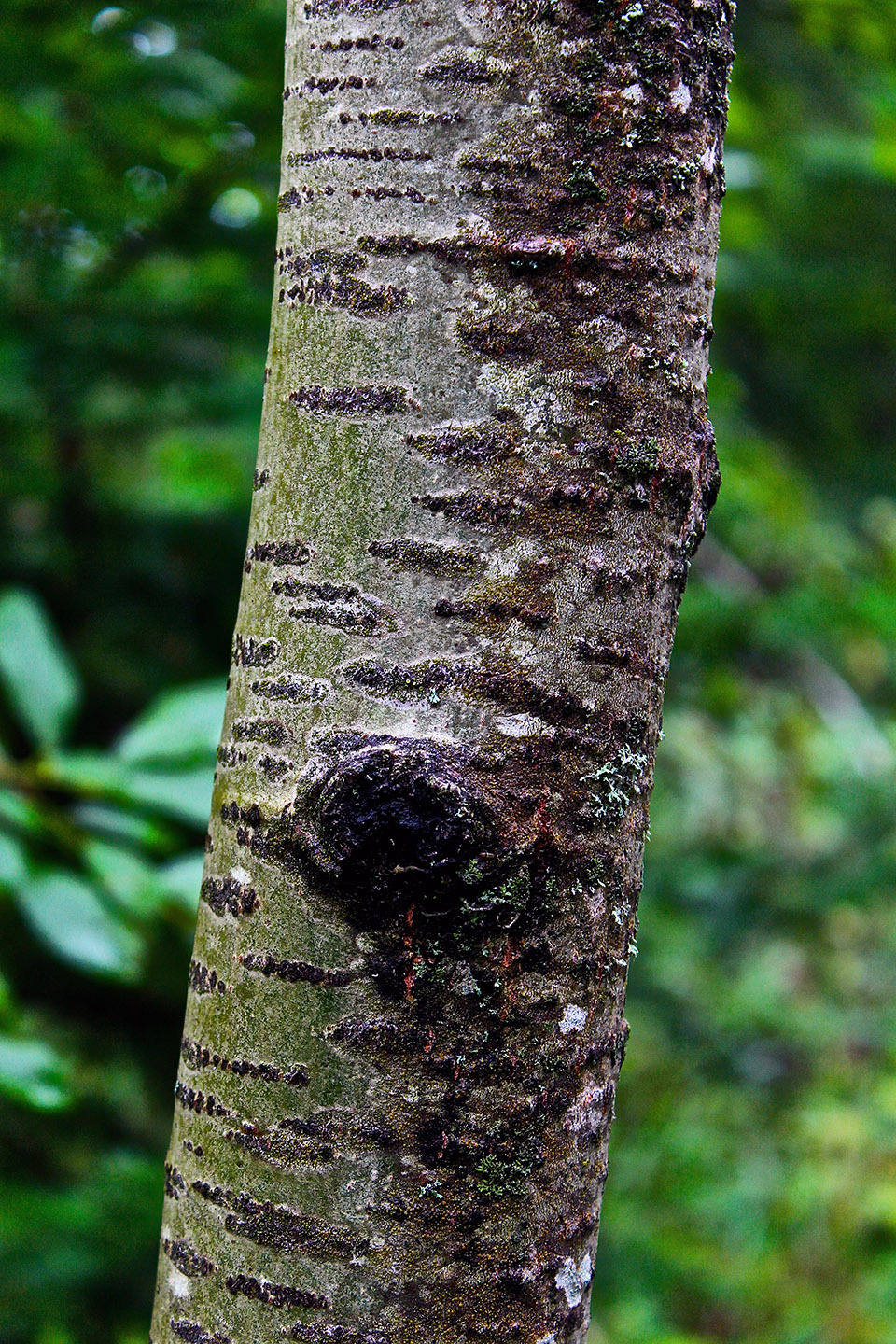 A closeup of an Aspen tree's smooth, gray/green trunk, pitted with small, black horizontal growths.