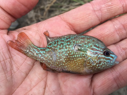 A hand holds a juvenile longear sunfish.