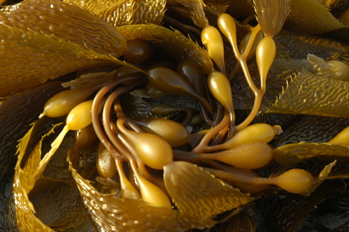 sri-marinelife-kdo - 02