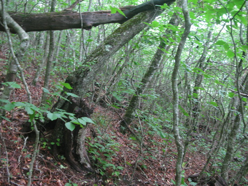 Plot Code: GRSM_AA_0671_6