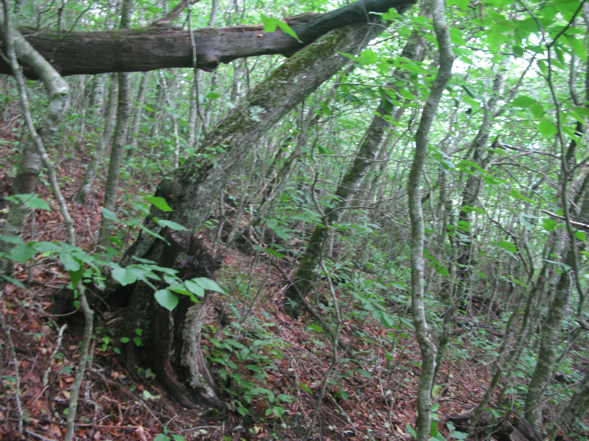 Plot Code: GRSM_AA_0671_6