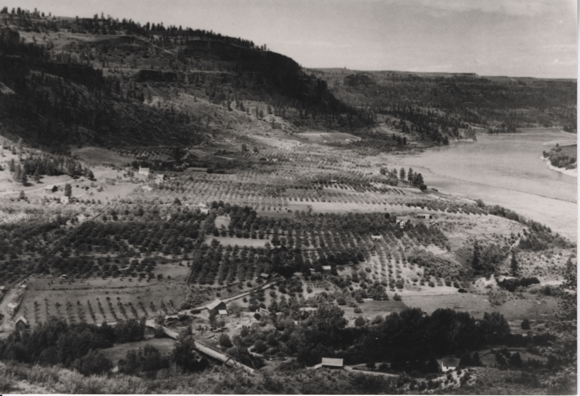 Black and white photograph of orchards next to a body of water with steep cliffs in the background