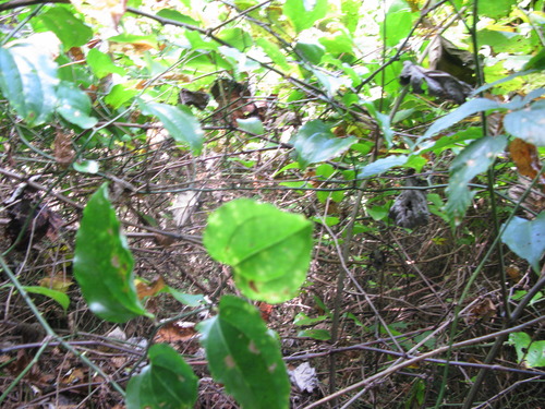 GRSM Accuracy Assessment. Plot Code: GRSM_AA_0446_5