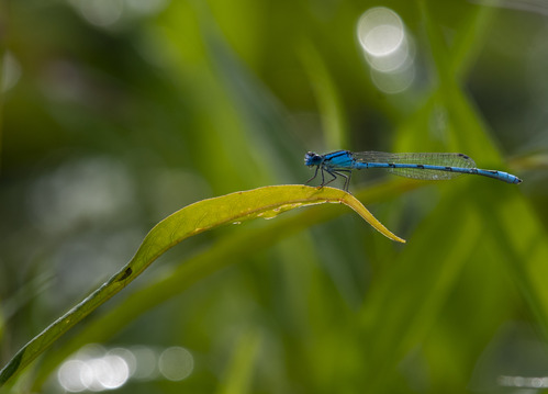 Damselfly standing on a leaf