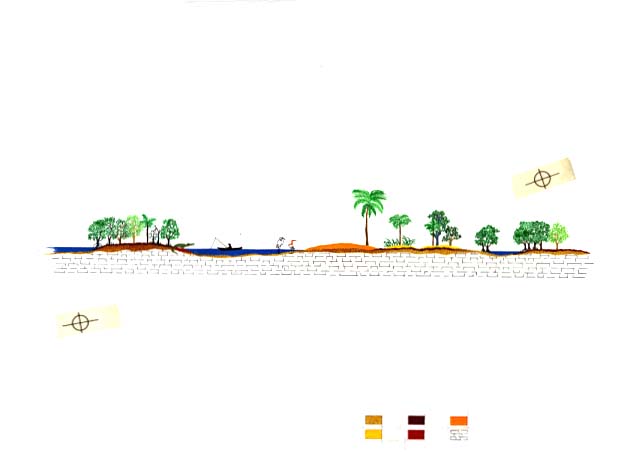 Florida Bay and Coastal Prairie communities of Red Mangrove,