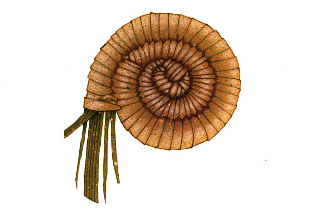 Detail diagram of a coiled basket weaving technique: the distinctive coiled baskets of the O’odham (Pima) were made using bundled bear grass wound with spirals of yucca leaves, yucca root, and black bean pod called “devils claw.”