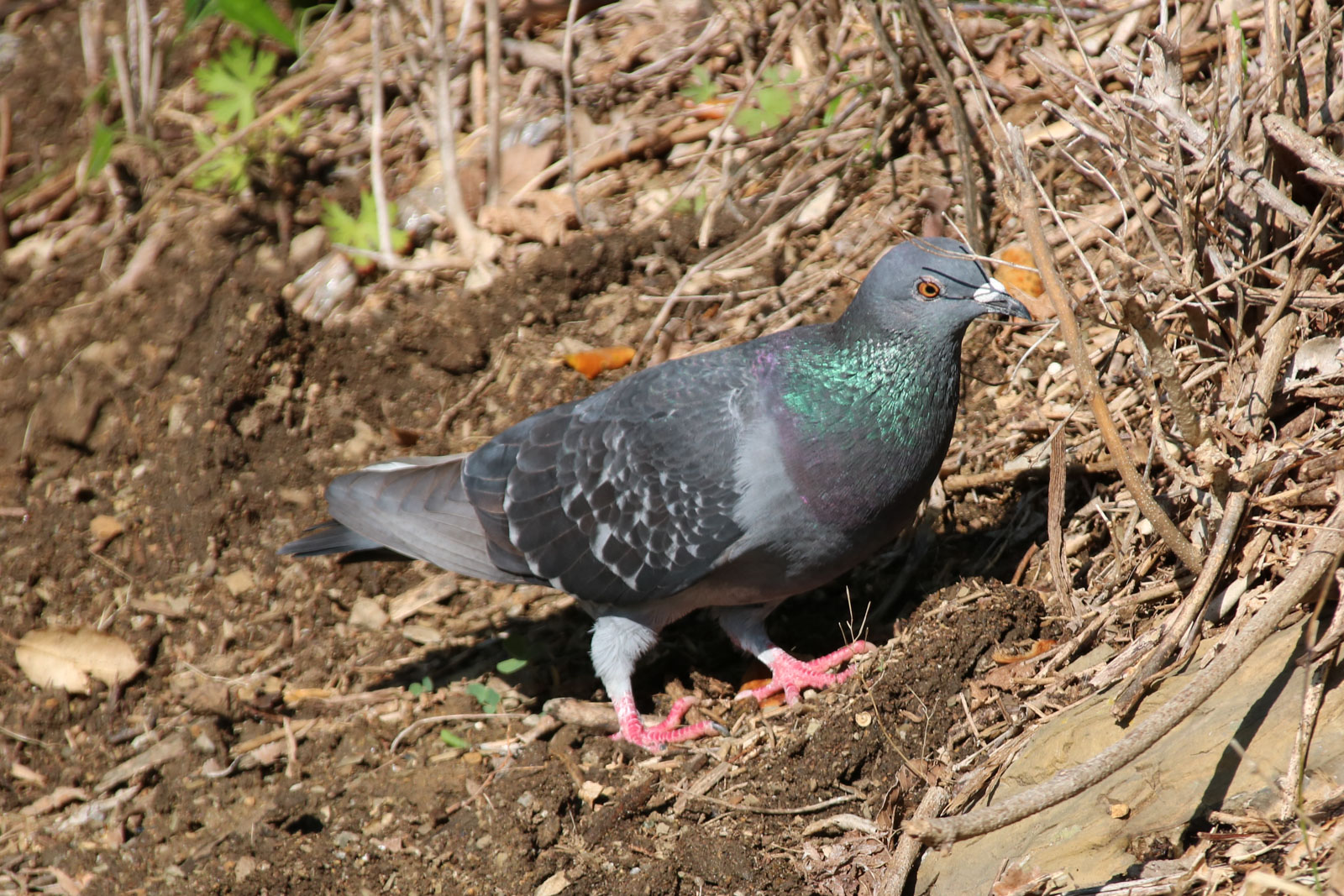 Image of Columba livia, a species of Bird