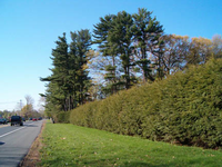 A section of grass separates the hemlock hedge from the road.