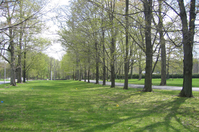 A grassy area extends beyond a rows of trees that lines an entry road. 