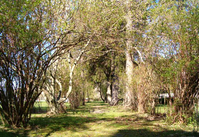 A rough walking path leads through un-kept trees and shrubs.