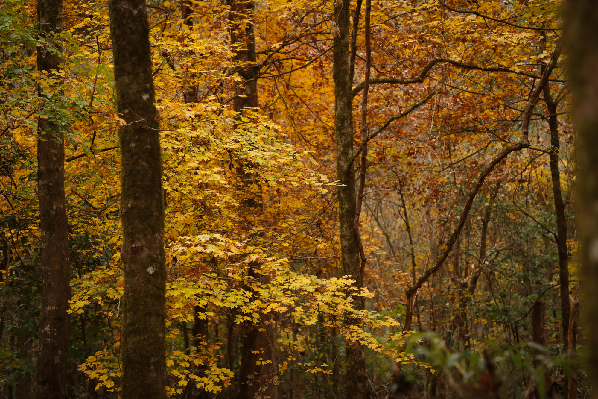 Trees with yellow and orange leaves in a forest of tree trunks.