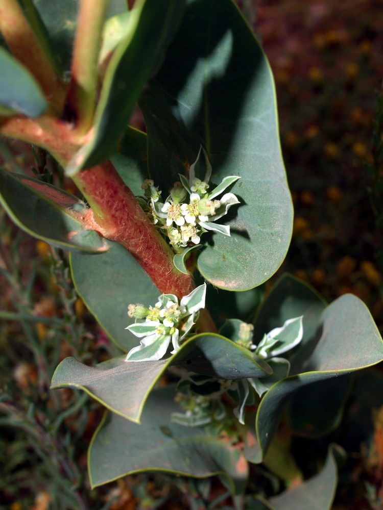 Snow-on-the-Mountain, Euphorbia marginata