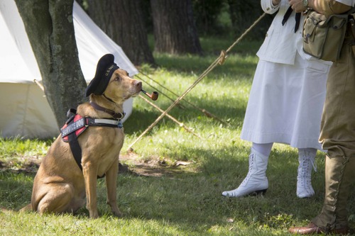 A brown service dog holds a pipe in it's mouth while wearing a U.S. Navy cap. Two World War I living historians stand nearby.