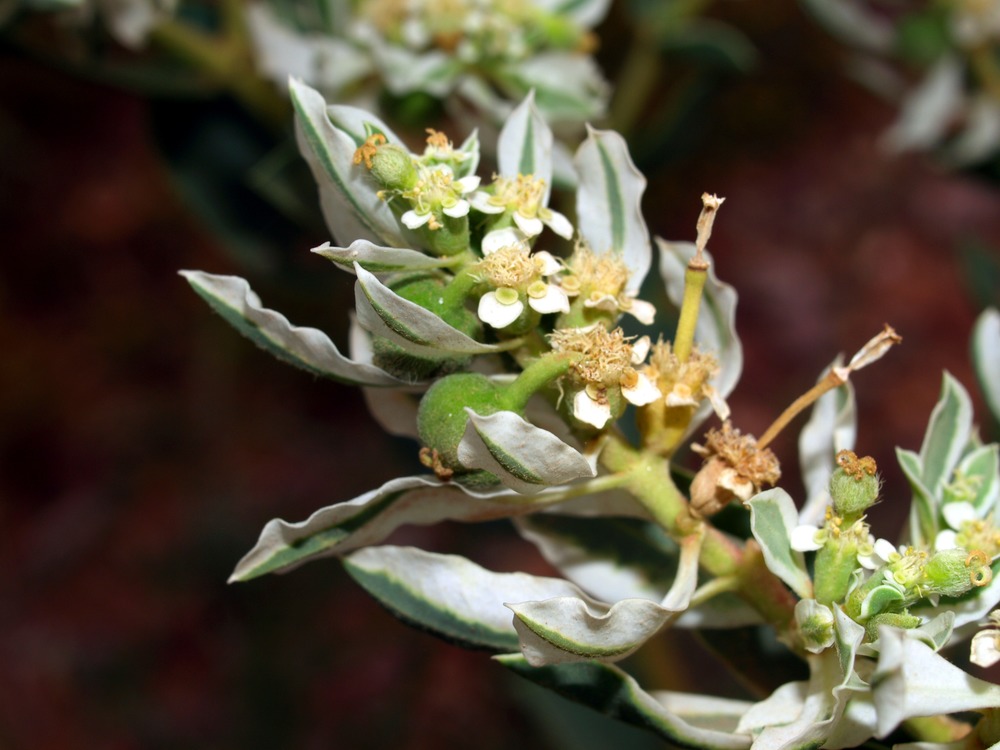 Snow-on-the-Mountain, Euphorbia marginata