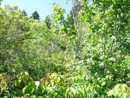 GRSM Accuracy Assessment. Plot Code: GRSM_AA_0343_2