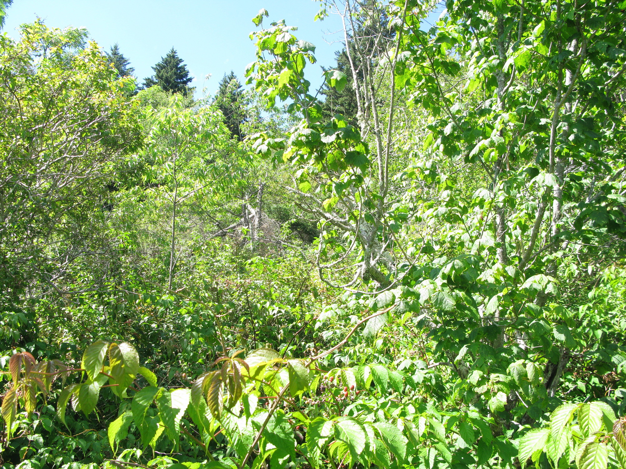 GRSM Accuracy Assessment. Plot Code: GRSM_AA_0343_2