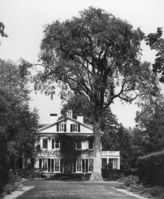 A tall tree stands at the edge of grass in the formal garden behind the mansion.