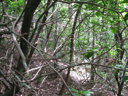 GRSM Accuracy Assessment. Plot Code: GRSM_AA_0383_3