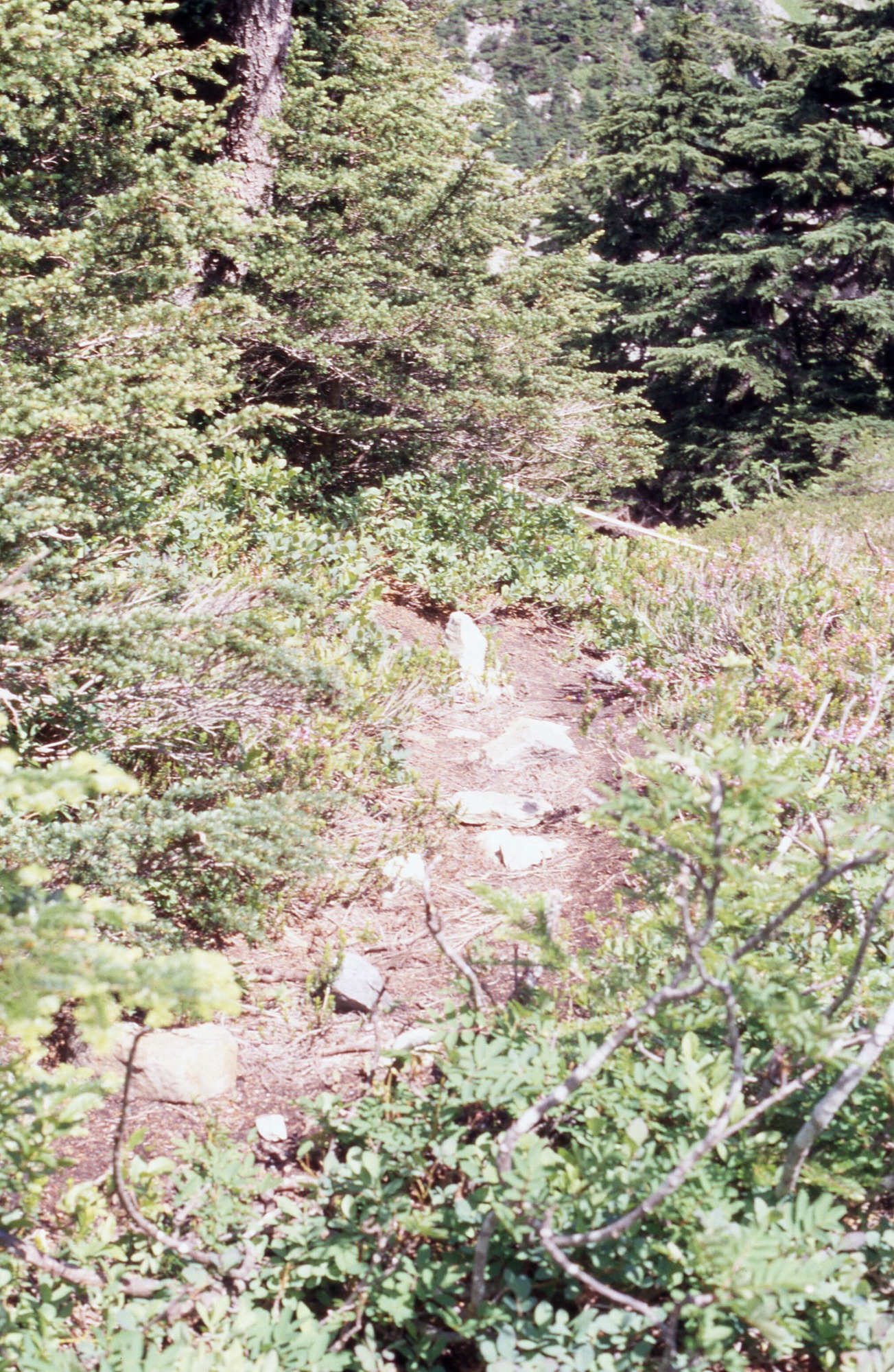 Strip of bare dirt studded with rocks and surrounded by shrubs and foliage of pines and other trees.