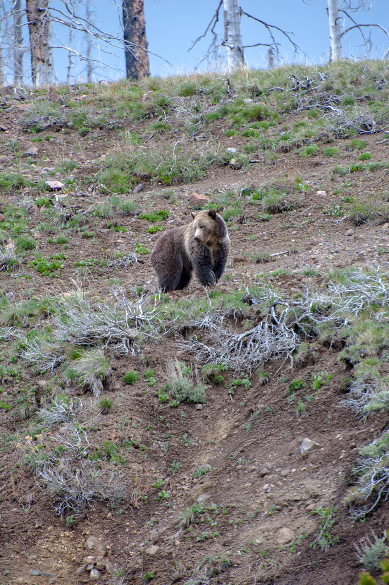 Grizzly is on the side of a hill looking down.