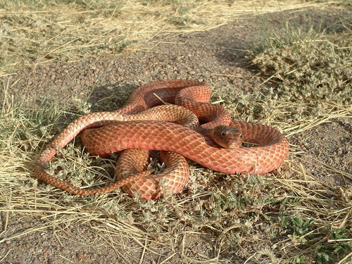 Western Coachwhip