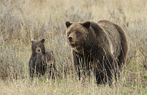 Grizzly sow and cubs near Fishing Bridge