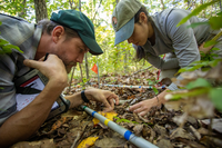 Two biologists kneel on the ground and look at the forest floor inside a quad.