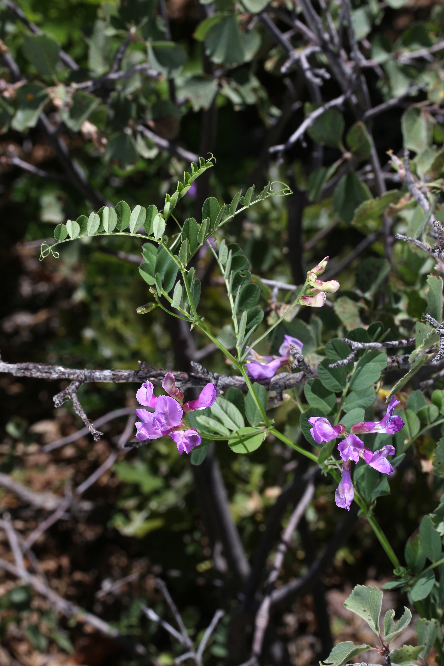 Vicia americana, American vetch