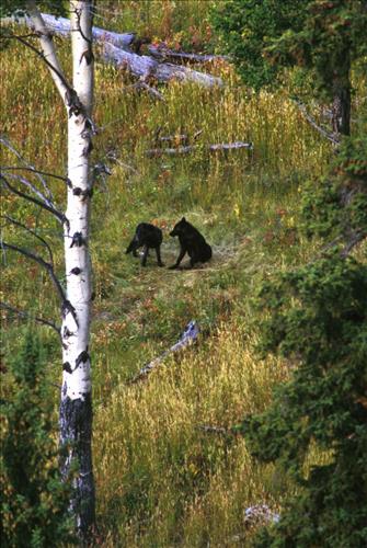 Wolves at Yellowstone National Park