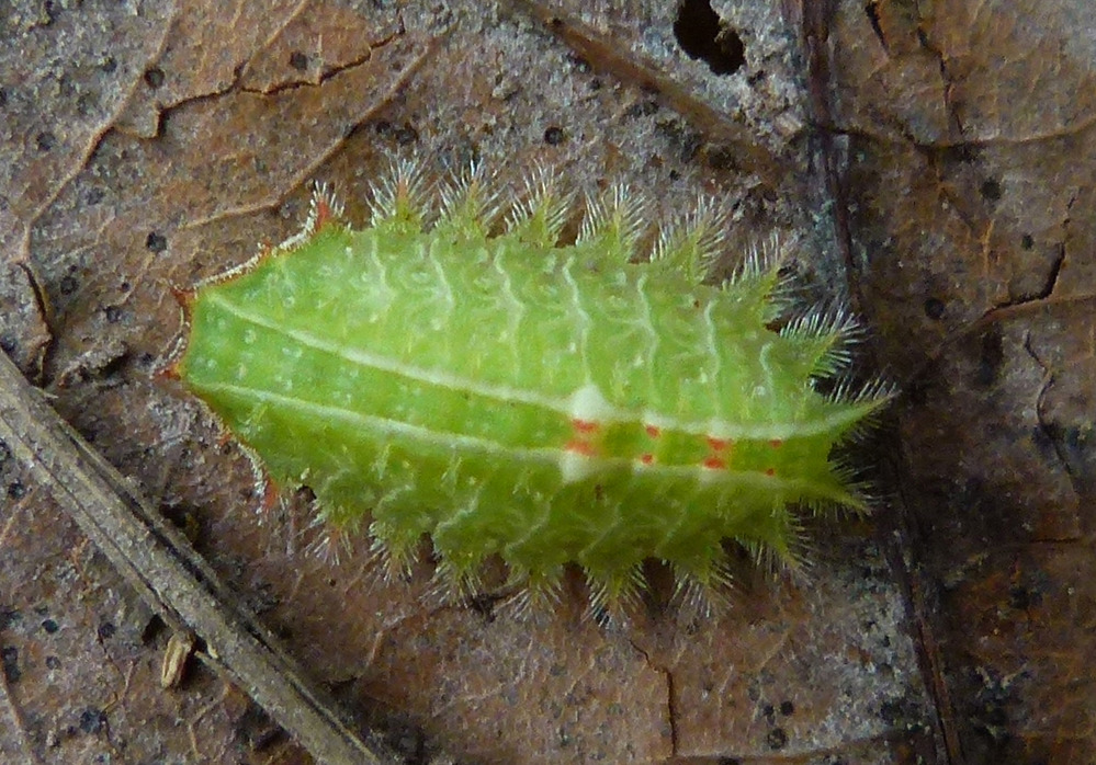 Crowned Slug Moth Caterpillar, Isa textula