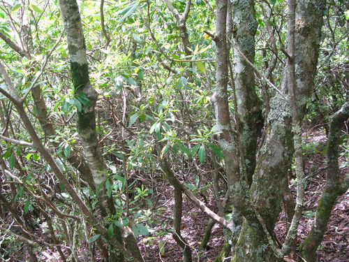 GRSM Accuracy Assessment. Plot Code: GRSM_AA_0381