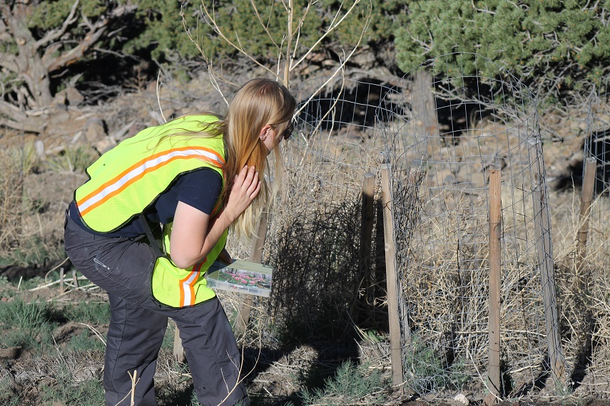 2014 Intern Caitlin Checking plants