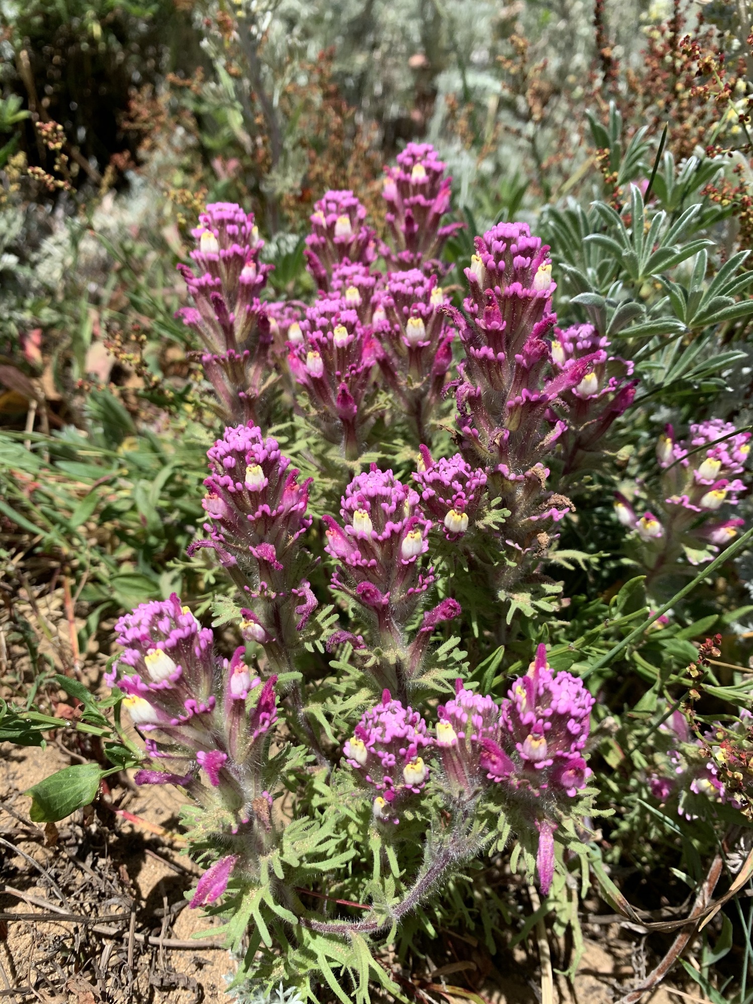 About sixteen purple flowers that look like thick and rounded paint brushes. What appears as the main petals are actually purple bracts with lobey ends and that turn green toward their bases. The actual flowers are sprinkled throughout the bracts. Each flower is plump with a three-way split cream colored petal and yellow tips. The entire plant is covered in very thin, short and light hairs. Below the flowers are deeply lobed green leaves.