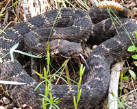 An Arizona Black Rattlesnake sits on grass and rocks, with its head and rattle lifted slightly off the ground and its tongue out. The snake is a few feet long, mostly dark gray and black, with darker and lighter splotches over its body. It has tan, brittle rattles on its tail, and its tongue is pink and black, forked at the end.  