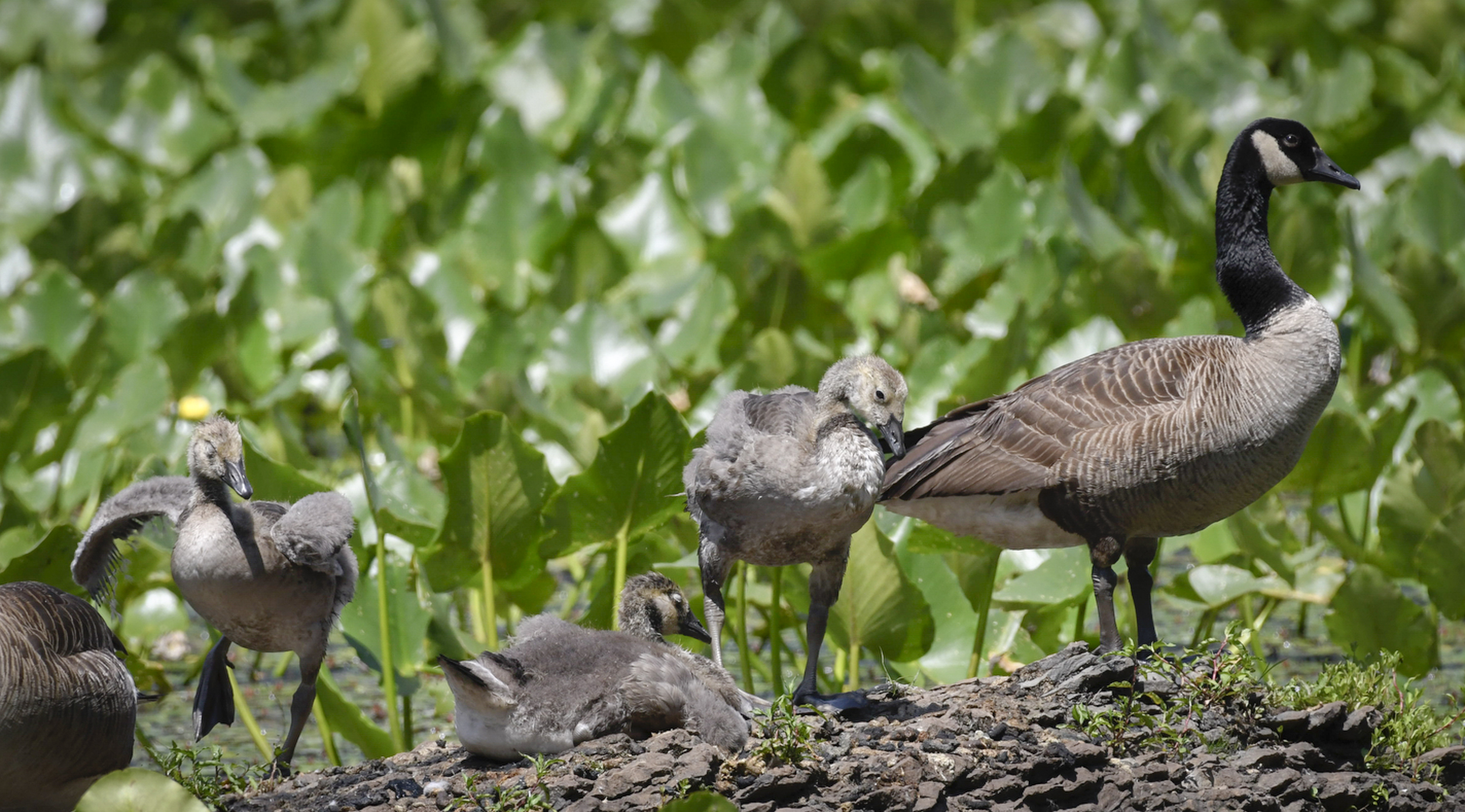 Canada Geese and three goslings at Whittaker Pond in Delaware Water Gap National Recreation Area, June 2022