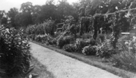 Trailing plants grow along a trellis that forms a wall of a formal garden, beside a walkway.
